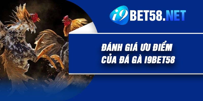 Đánh giá ưu điểm của Đá Gà I9Bet58