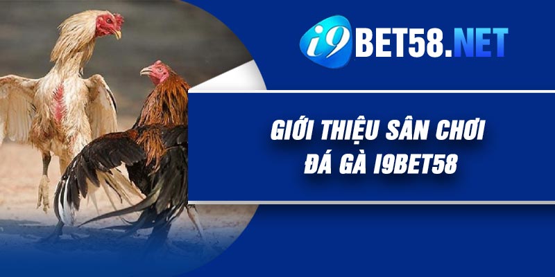 Giới thiệu sân chơi Đá Gà I9Bet58